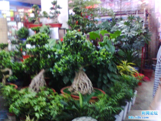 IMG0276A.jpg