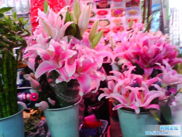 IMG0275A.jpg