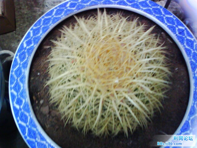 IMG0277A.jpg