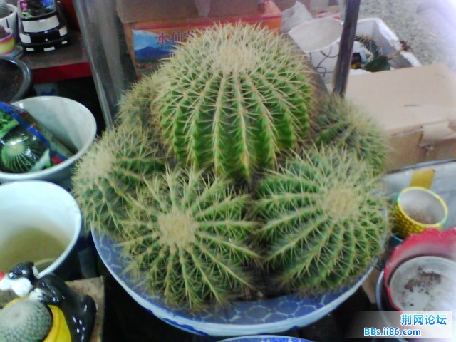 IMG0281A.jpg