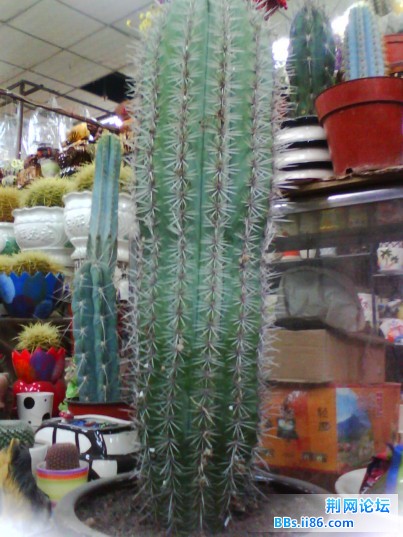 IMG0280A.jpg