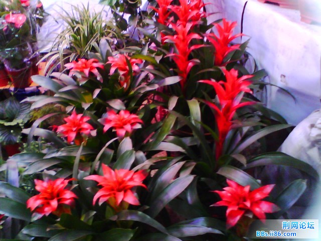 IMG0291A.jpg