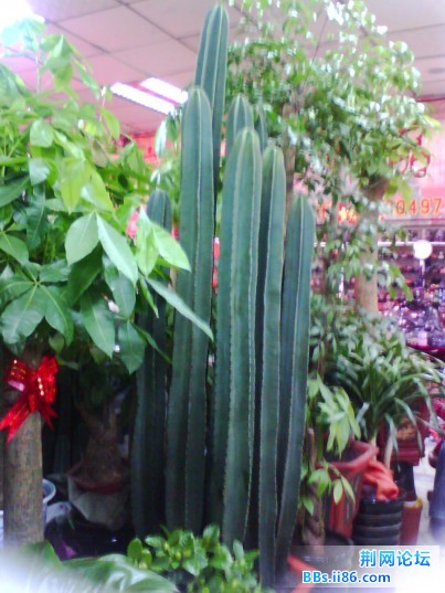 IMG0299A.jpg
