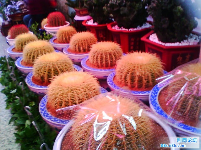 IMG0293A.jpg