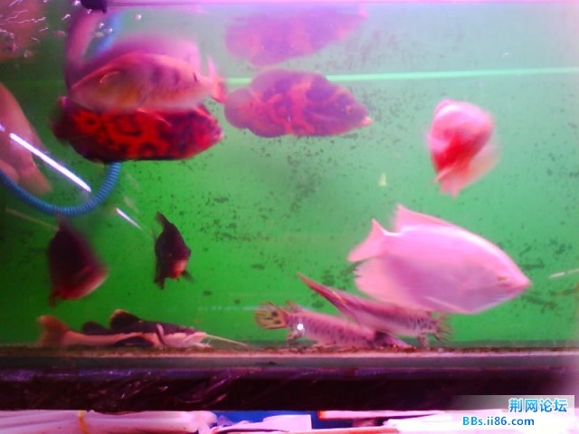 IMG0258A.jpg