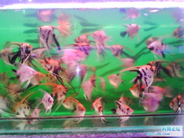 IMG0247A.jpg