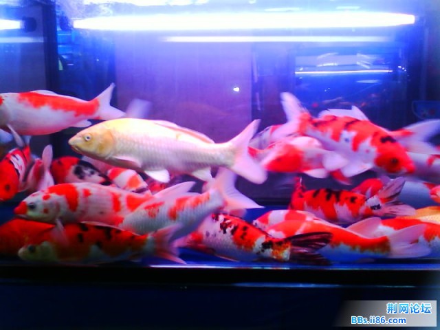 IMG0248A.jpg