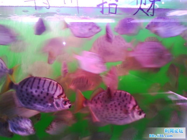 IMG0251A.jpg