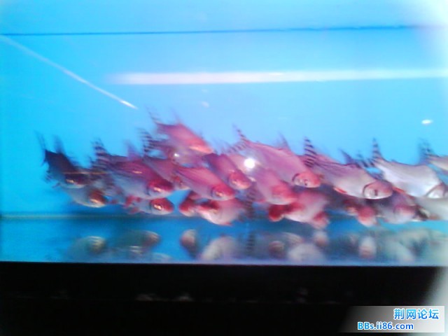 IMG0260A.jpg