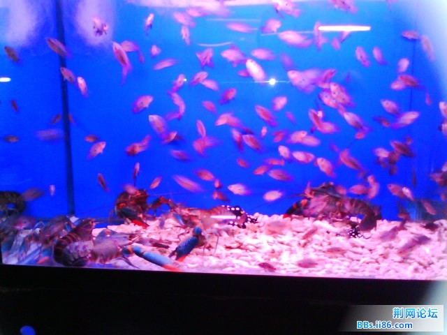 IMG0263A.jpg