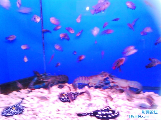 IMG0264A.jpg
