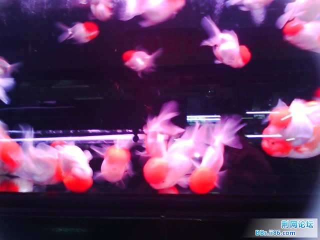 IMG0266A.jpg
