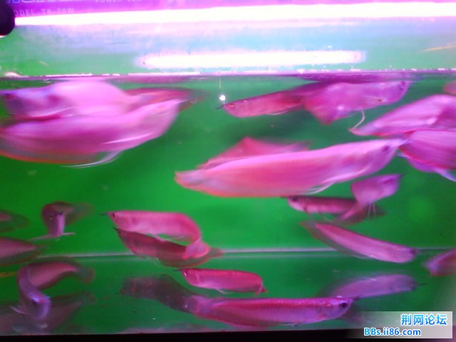 IMG0255A.jpg