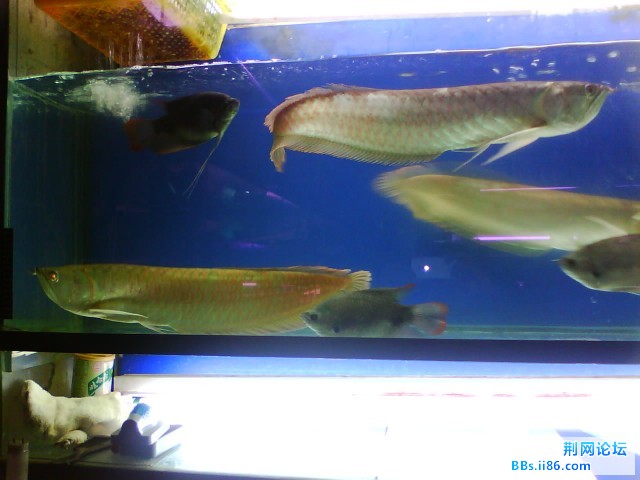 IMG0269A.jpg