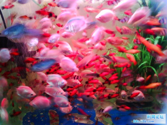IMG0267A.jpg