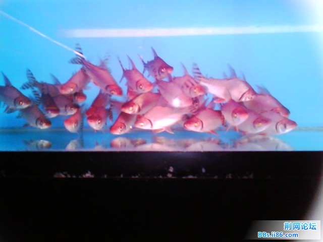 IMG0261A.jpg