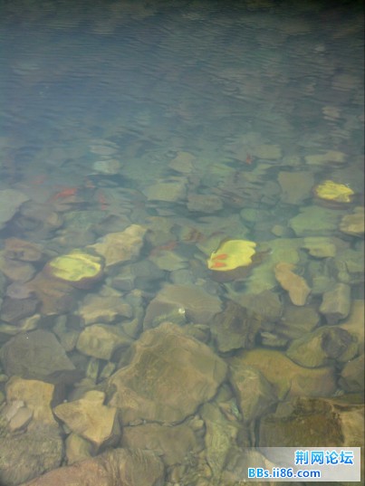 水中嬉戏