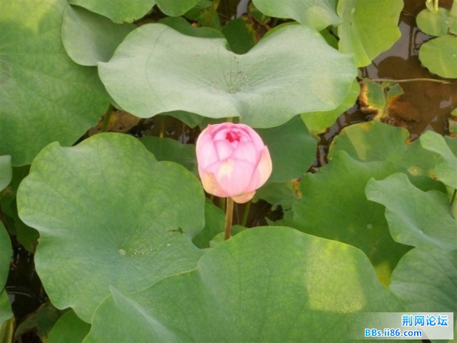 荷花.jpg