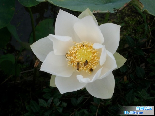 蜜蜂.jpg