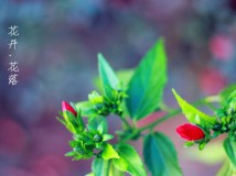 花开.花落