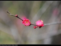 梅--超山赏梅（2）