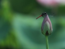 荷花尖尖，蜻蜓沾边