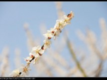 梅---超山赏梅