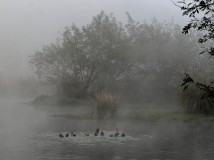 晨雾、水上蒸汽、小鸭