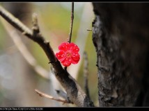 梅---超山赏梅（3）