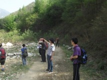 秦岭高山草甸观杜鹃