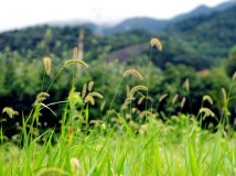 夏日里的狗尾巴草